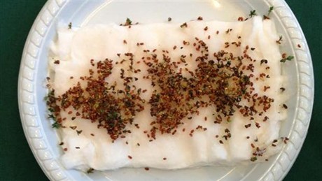 Le cresson "malade" exposé au rayonnement de deux routeurs WIFI pendant 12 jours