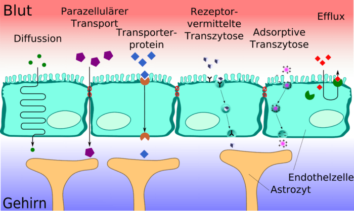 1024px-Blood-brain_barrier_transport