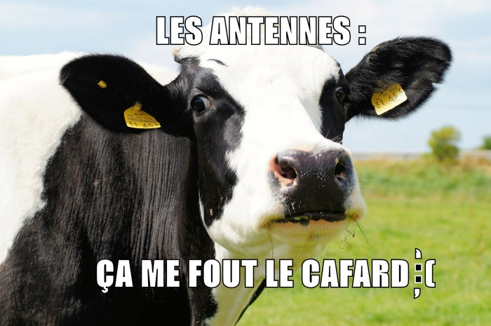 cow-meme v3